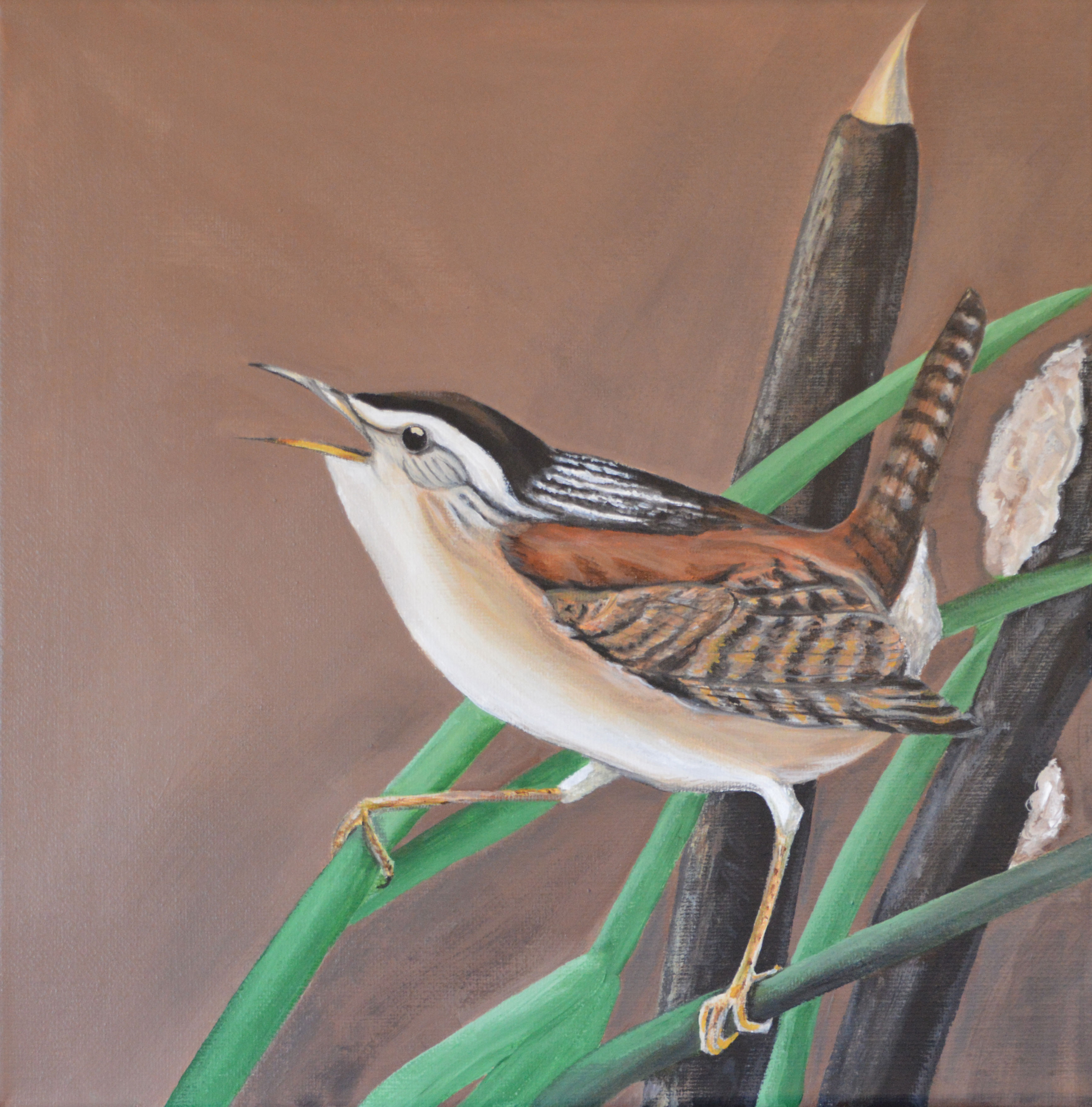 Marsh Wren